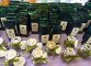 Té naturale del banco di Veronica al mercatino giapponese